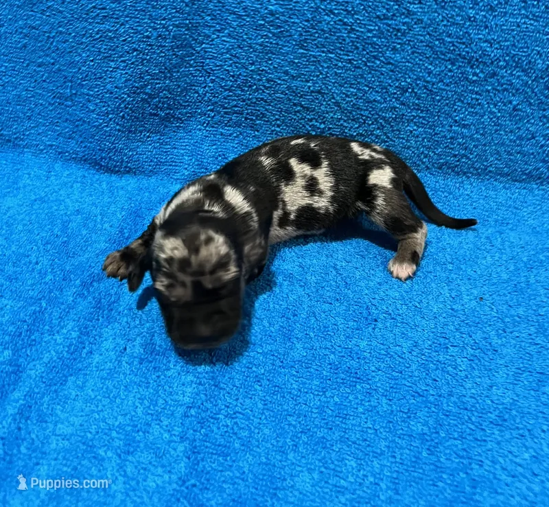 Ella – Miniature Dachshund puppy for sale in Purvis, MS