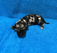 Ella, a female Miniature Dachshund for sale in Purvis, MS – 1 of 9