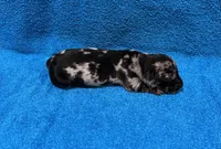 Ella, a female Miniature Dachshund for sale in Purvis, MS – 7 of 9