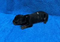 Storm, a male Miniature Dachshund for sale in Purvis, MS – 6 of 7