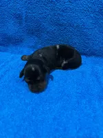 Storm, a male Miniature Dachshund for sale in Purvis, MS – 5 of 7