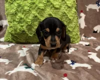Flint, a male Miniature Dachshund for sale in Purvis, MS – 4 of 5