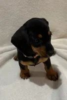 Ziva, a female Miniature Dachshund for sale in Purvis, MS – 3 of 5