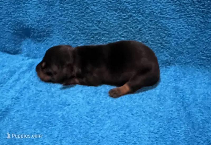 Flint – Miniature Dachshund puppy for sale in Purvis, MS