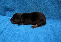 Flint, a male Miniature Dachshund for sale in Purvis, MS – 1 of 4