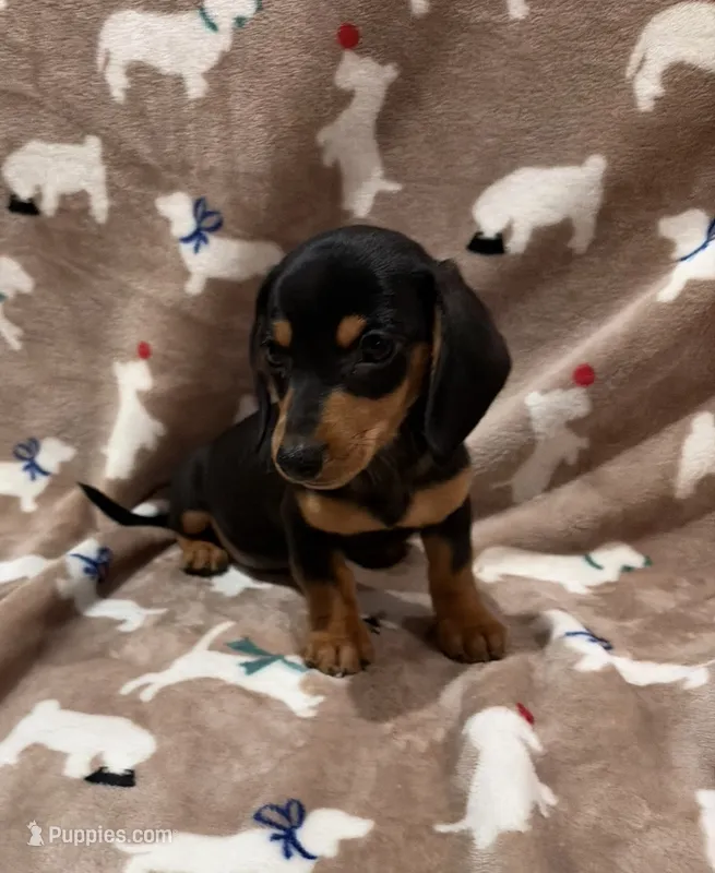 Cooper – Miniature Dachshund puppy for sale in Purvis, MS