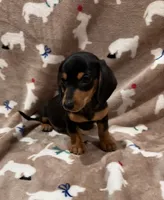 Cooper, a male Miniature Dachshund for sale in Purvis, MS – 1 of 7
