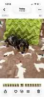 Bash, a male Miniature Dachshund for sale in Purvis, MS – 3 of 3