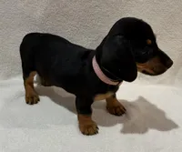 Ziva, a female Miniature Dachshund for sale in Purvis, MS – 5 of 5