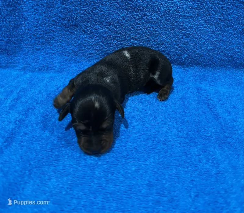 Storm – Miniature Dachshund puppy for sale in Purvis, MS