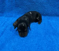 Storm, a male Miniature Dachshund for sale in Purvis, MS – 1 of 7