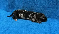 Ella, a female Miniature Dachshund for sale in Purvis, MS – 4 of 9