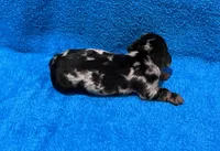 Ella, a female Miniature Dachshund for sale in Purvis, MS – 3 of 9