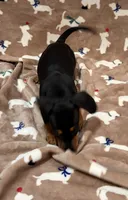 Molly, a female Miniature Dachshund for sale in Purvis, MS – 5 of 10