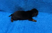 Flint, a male Miniature Dachshund for sale in Purvis, MS – 4 of 4