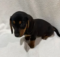Lewis, a male Miniature Dachshund for sale in Purvis, MS – 3 of 3
