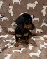 Molly, a female Miniature Dachshund for sale in Purvis, MS – 2 of 10