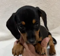 Ziva, a female Miniature Dachshund for sale in Purvis, MS – 4 of 5