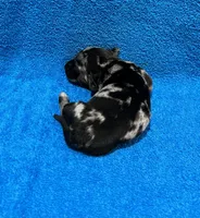 Ella, a female Miniature Dachshund for sale in Purvis, MS – 5 of 9