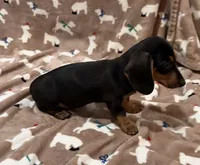 Cooper, a male Miniature Dachshund for sale in Purvis, MS – 6 of 7