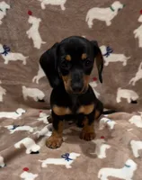 Molly, a female Miniature Dachshund for sale in Purvis, MS – 6 of 10
