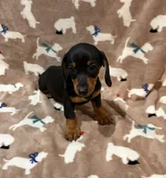 Cooper, a male Miniature Dachshund for sale in Purvis, MS – 4 of 7