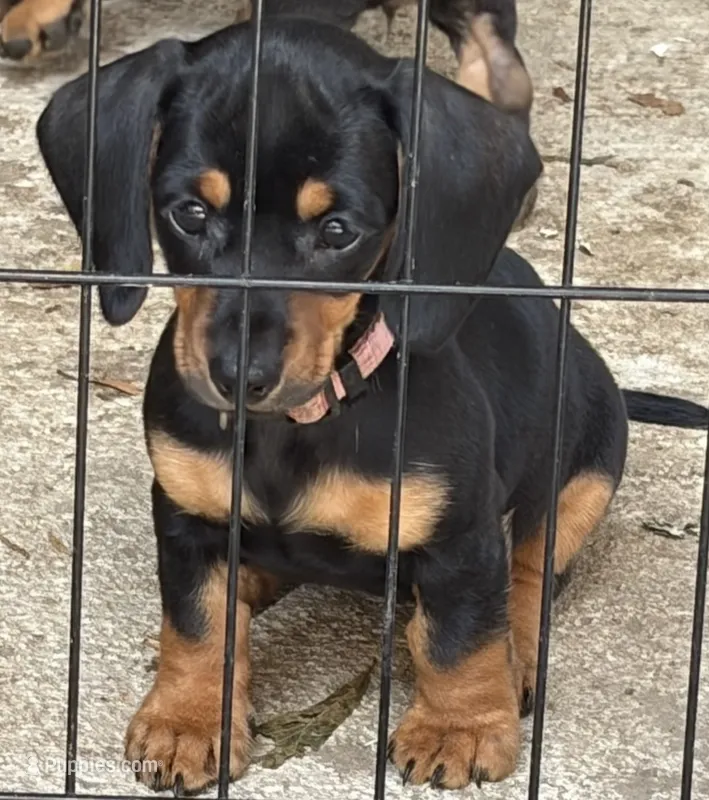 Ziva – Miniature Dachshund puppy for sale in Purvis, MS