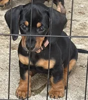 Ziva, a female Miniature Dachshund for sale in Purvis, MS – 1 of 5