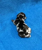 Spark, a male Miniature Dachshund for sale in Purvis, MS – 2 of 6