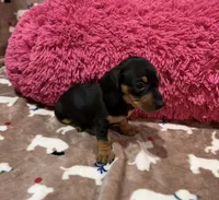 Ellie, a female Miniature Dachshund for sale in Purvis, MS – 3 of 3