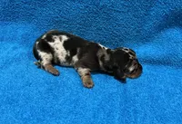 Dash, a male Miniature Dachshund for sale in Purvis, MS – 5 of 7