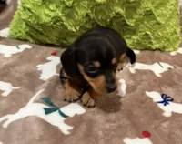 Flint, a male Miniature Dachshund for sale in Purvis, MS – 2 of 5