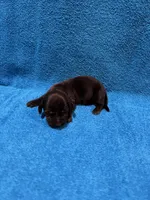 Lainey, a female Miniature Dachshund for sale in Purvis, MS – 6 of 6