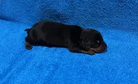 Flint, a male Miniature Dachshund for sale in Purvis, MS – 2 of 4