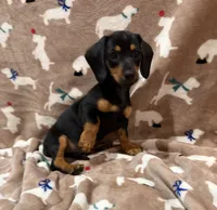 Molly, a female Miniature Dachshund for sale in Purvis, MS – 7 of 10