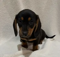 Lewis, a male Miniature Dachshund for sale in Purvis, MS – 2 of 3