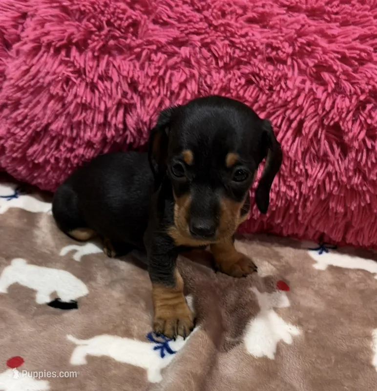 Ellie – Miniature Dachshund puppy for sale in Purvis, MS