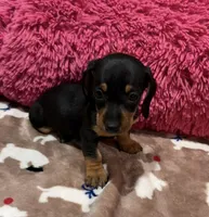 Ellie, a female Miniature Dachshund for sale in Purvis, MS – 1 of 3