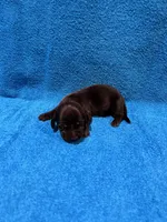 Lainey, a female Miniature Dachshund for sale in Purvis, MS – 4 of 6