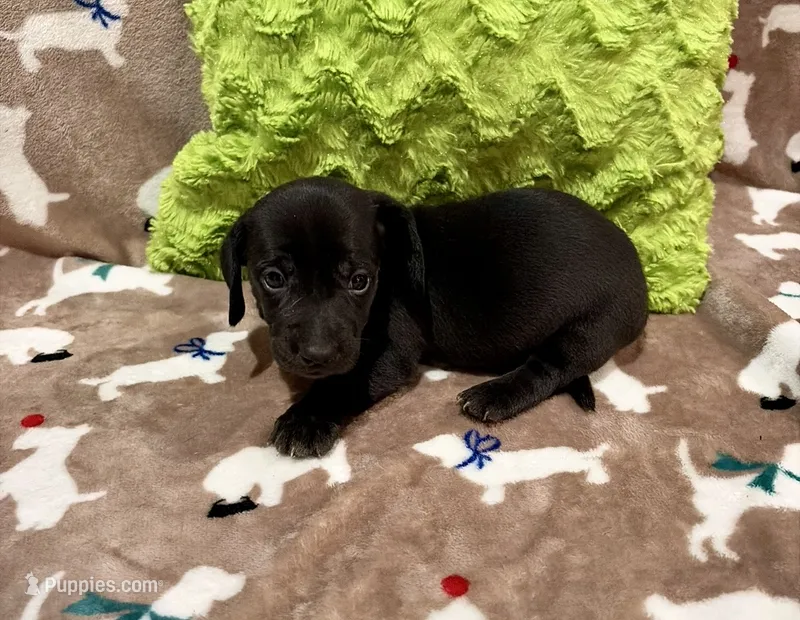 Jett – Miniature Dachshund puppy for sale in Purvis, MS