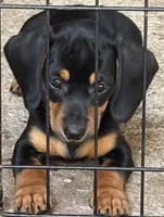 Ziva, a female Miniature Dachshund for sale in Purvis, MS – 2 of 5
