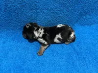 Dash, a male Miniature Dachshund for sale in Purvis, MS – 3 of 7