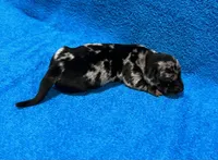 Ella, a female Miniature Dachshund for sale in Purvis, MS – 2 of 9
