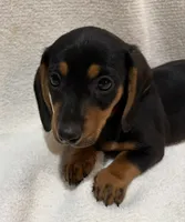 Lewis, a male Miniature Dachshund for sale in Purvis, MS – 1 of 3