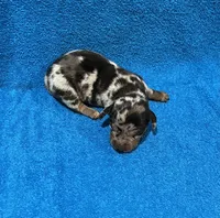 Spark, a male Miniature Dachshund for sale in Purvis, MS – 5 of 6
