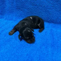 Storm, a male Miniature Dachshund for sale in Purvis, MS – 2 of 7