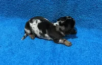 Dash, a male Miniature Dachshund for sale in Purvis, MS – 2 of 7