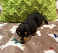 Flint, a male Miniature Dachshund for sale in Purvis, MS – 5 of 5