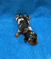 Dash, a male Miniature Dachshund for sale in Purvis, MS – 7 of 7