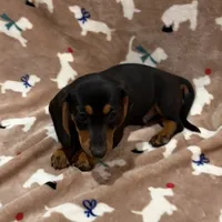 Cooper, a male Miniature Dachshund for sale in Purvis, MS – 2 of 7